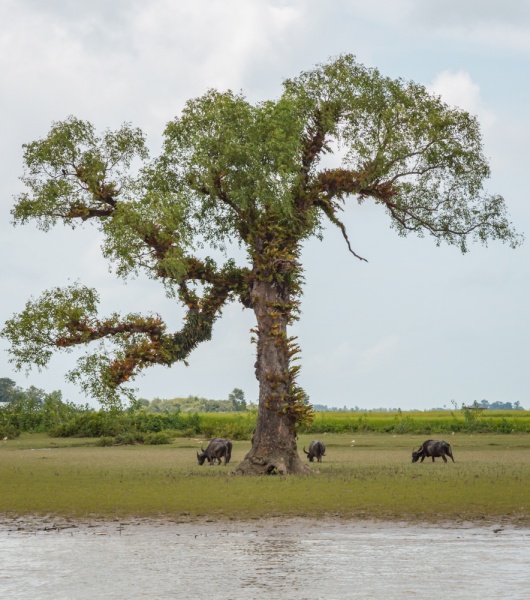 Water buffalo under a tree, Myanmar by Wandering Wheatleys