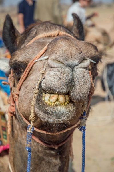 Smiling Camel, Jaisalmer, India