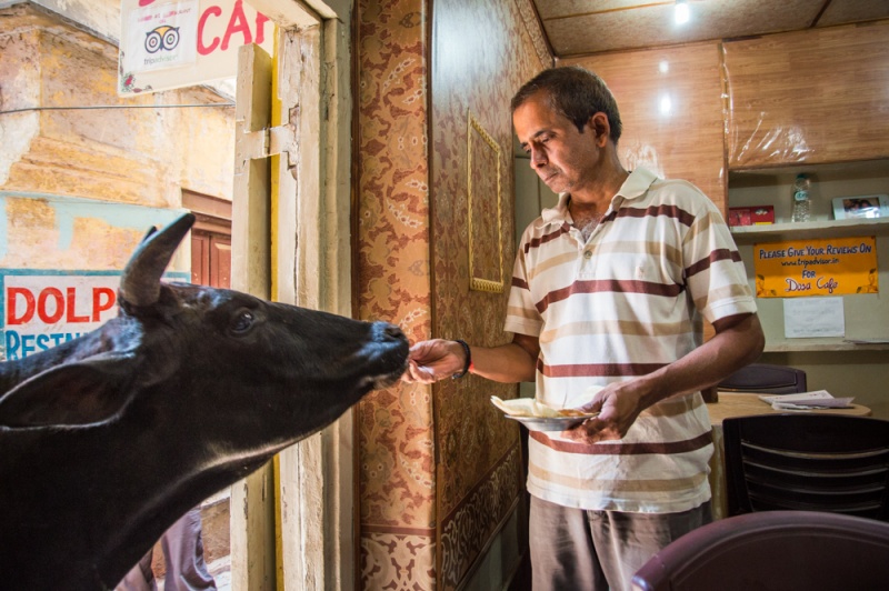 Man Feeding a Cow, Varanasi, India