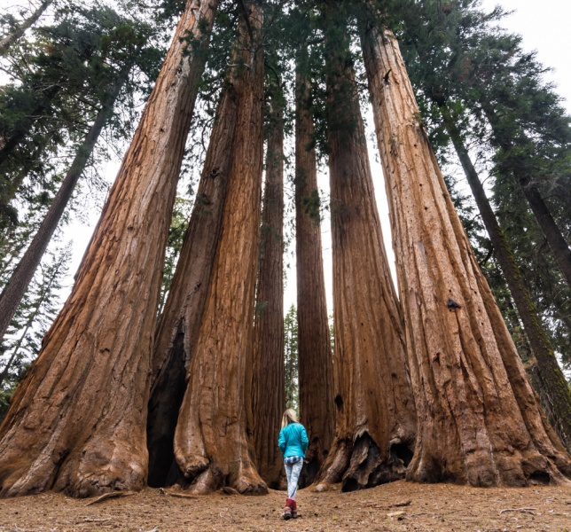 Sequoia National Park, California by Wandering Wheatleys
