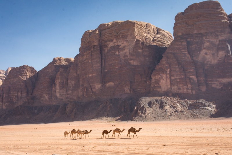 The Best Places to Visit in Jordan: Tourist Attractions: Camels in Wadi Rum, Jordan by Wandering Wheatleys