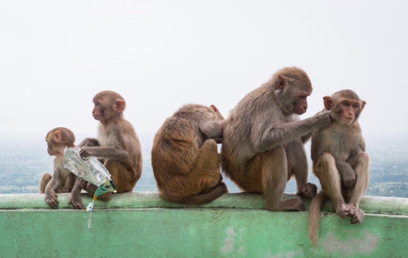 Monkeys at Mount Popa, Myanmar by Wandering Wheatleys
