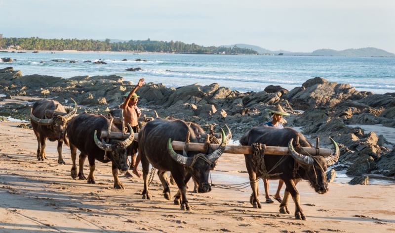 Top Myanmar Destinations: The Best Places to Visit in Myanmar: Water Buffalo on Ngapali Beach, Myanmar by Wandering Wheatleys