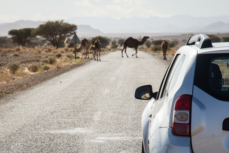 Eastern Morocco Road Trip: Moroccan Desert: Camel Crossing in Morocco by Wandering Wheatleys