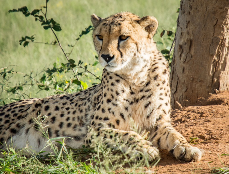 Things to Know Before Visiting Namibia: Namibia Travel Tips: Cheetah in Okonjima Nature Reserve, Namibia by Wandering Wheatleys