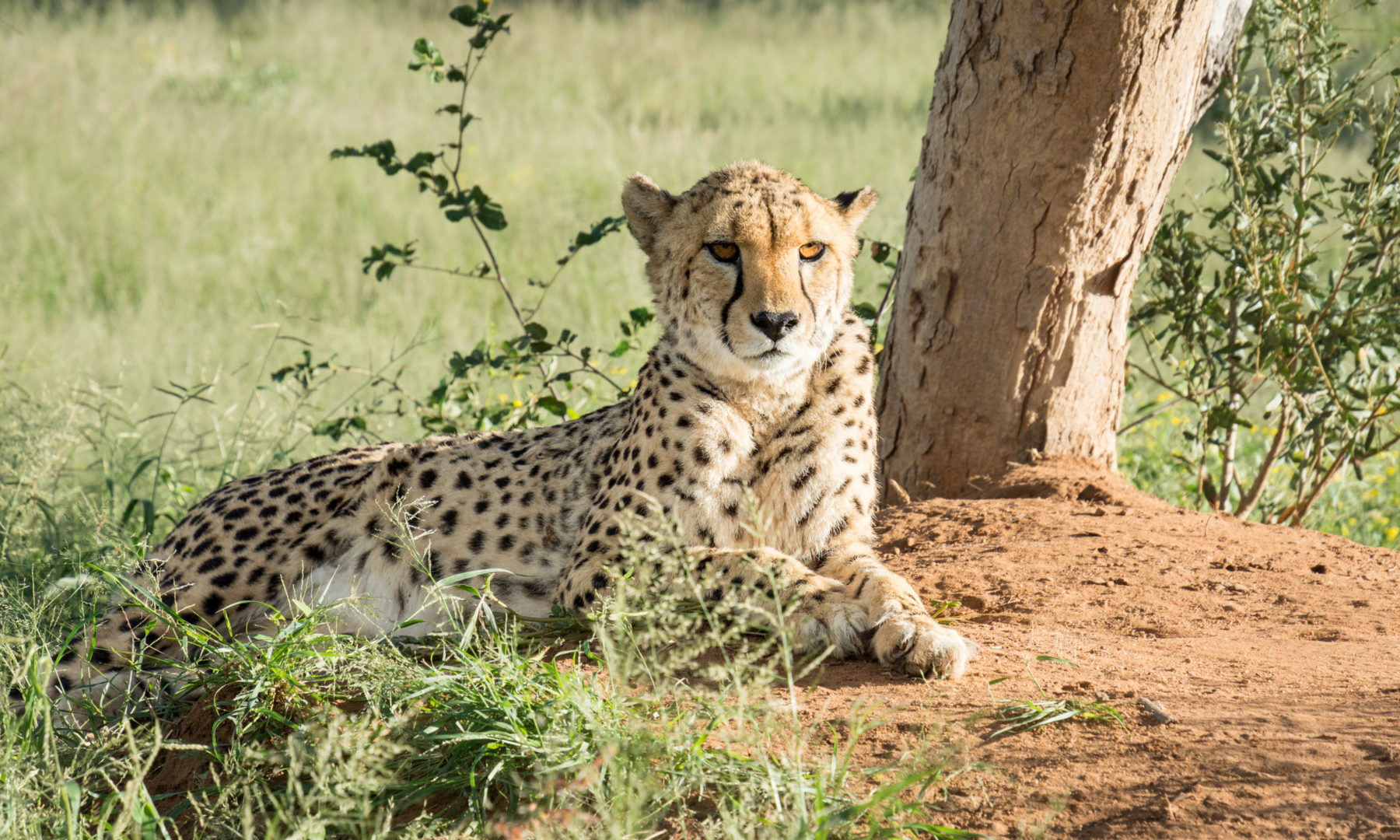 Cheetah at Okonjima Nature Reserve, Namibia by Wandering Wheatleys