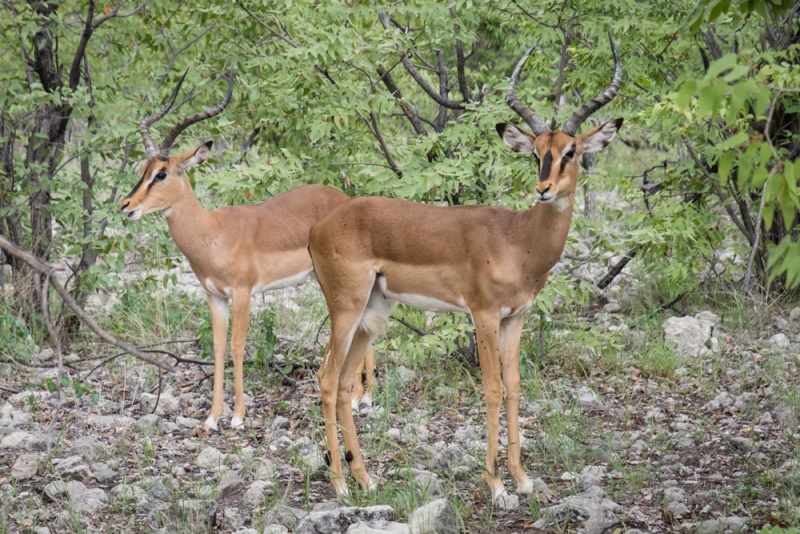 Etosha National Park: Namibia: Black-Faced Impala in Etosha National Park, Namibia by Wandering Wheatleys