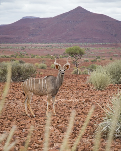 Etosha National Park: Namibia: A Kudu in Namibia by Wandering Wheatleys