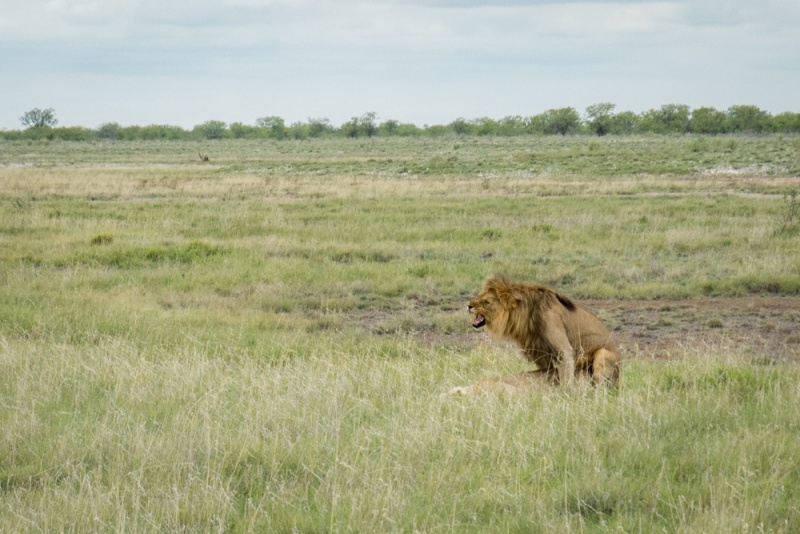 Etosha National Park: Namibia: Lion in Etosha National Park, Namibia by Wandering Wheatleys