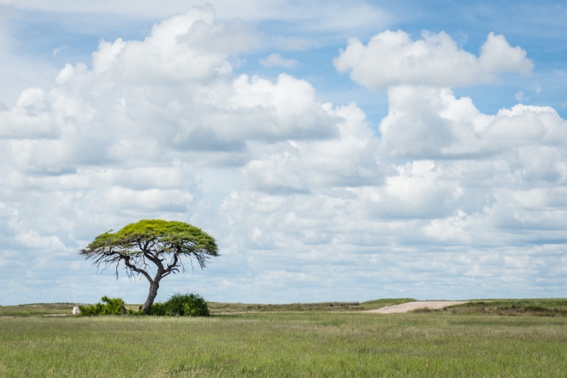 Etosha National Park: Namibia: Lone Tree in Etosha National Park by Wandering Wheatleys