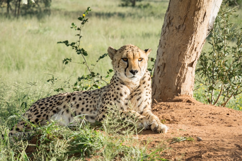 Namibia Self Drive Itinerary: Namibia Road Trip: Cheetah in Okonjima Nature Reserve, Namibia by Wandering Wheatleys