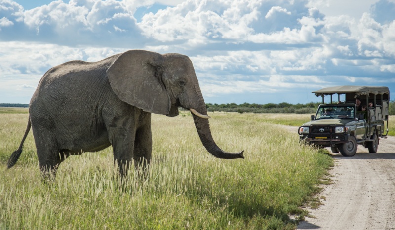 Namibia Self Drive Itinerary: Namibia Road Trip: Elephant in Etosha National Park, Namibia by Wandering Wheatleys