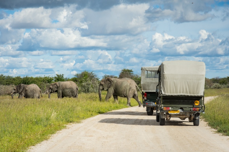 Namibia Self Drive Itinerary: Namibia Road Trip: Elephant crossing in Etosha National Park, Namibia by Wandering Wheatleys