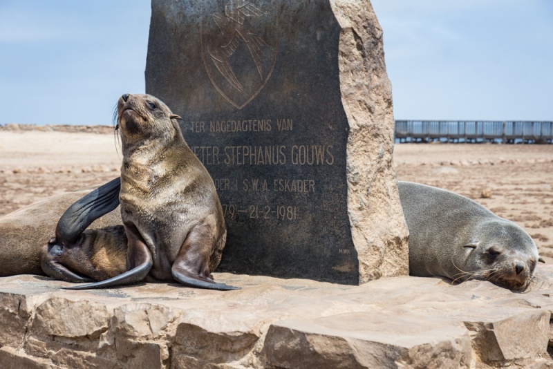 Namibia Self Drive Itinerary: Namibia Road Trip: Fur Seals at Cape Cross, Skeleton Coast, Namibia by Wandering Wheatleys