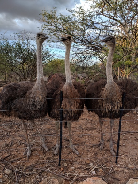 Namibia Self Drive Itinerary: Namibia Road Trip: Ostriches at Oppi-Koppi Rest Camp, Namibia by Wandering Wheatleys
