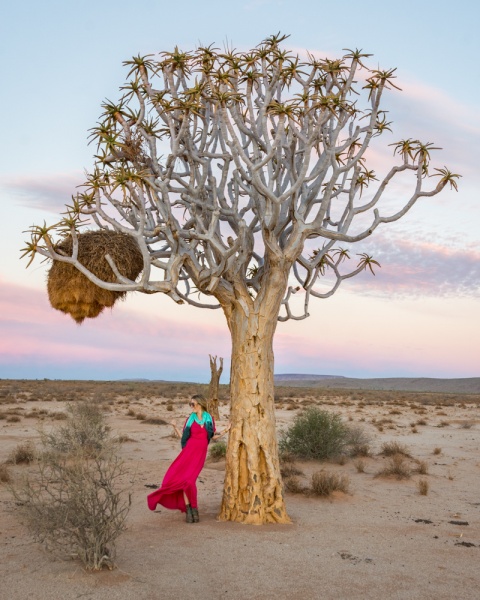 Namibia Self Drive Itinerary: Namibia Road Trip: Quiver Tree in Namibia