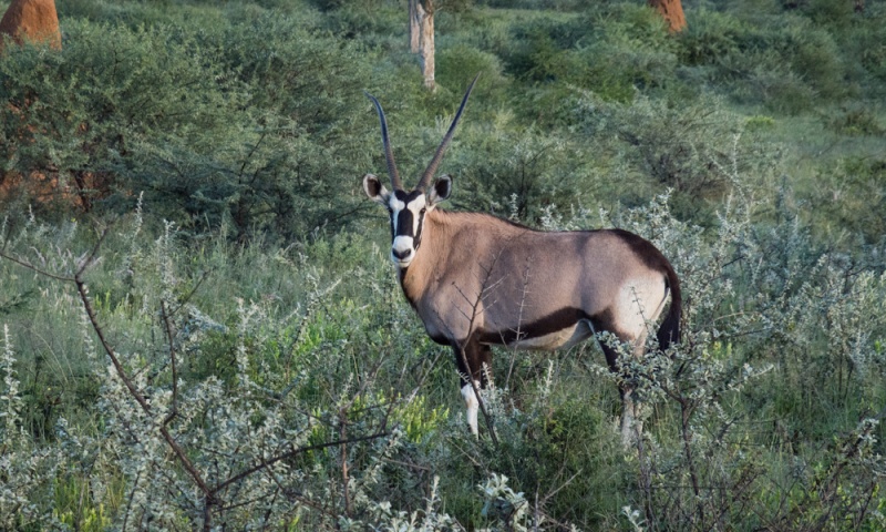 Etosha National Park: Namibia: Oryx in Okonjima Nature Reserve, Namibia by Wandering Wheatleys