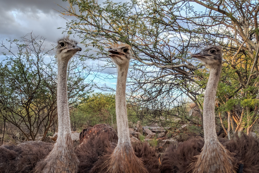 Ostriches at Oppi-Koppi Rest Camp, Namibia by Wandering Wheatleys