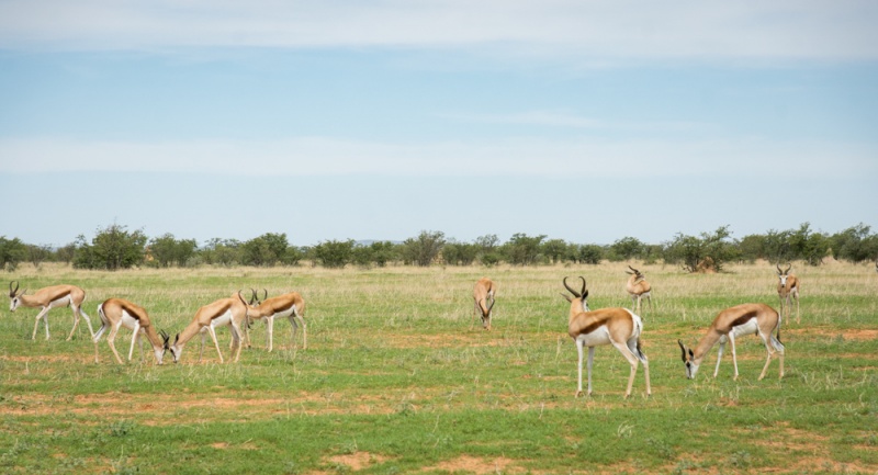 Etosha National Park: Namibia: Springbok in Etosha National Park, Namibia by Wandering Wheatleys