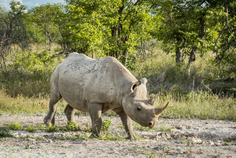 Etosha National Park: Namibia: White Rhino in Etosha National Park, Namibia by Wandering Wheatleys