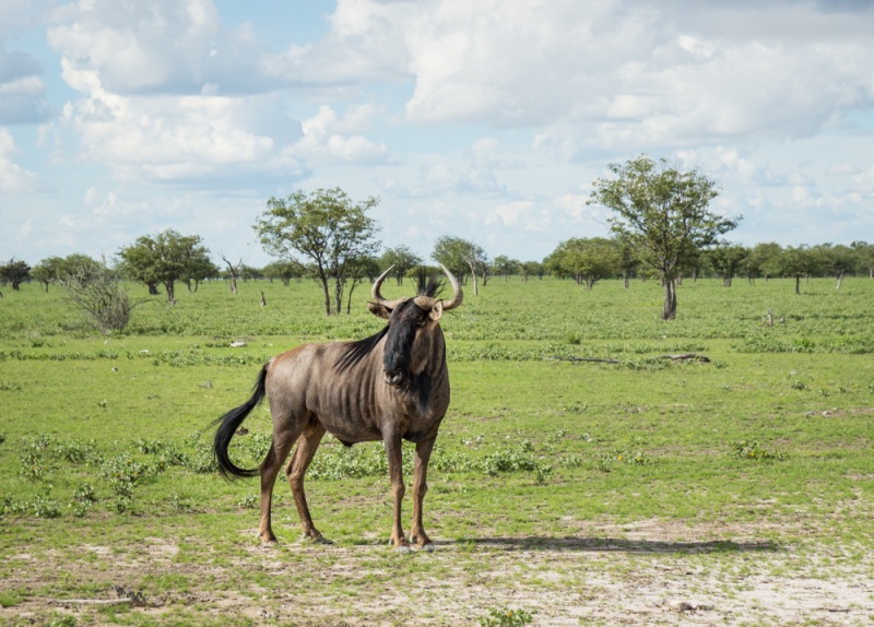 Etosha National Park: Namibia: Wildebeest in Etosha National Park, Namibia by Wandering Wheatleys