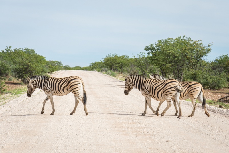 Etosha National Park: Namibia: Zebras in Etosha National Park, Namibia by Wandering Wheatleys