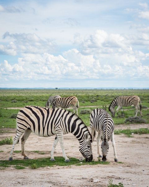 Etosha National Park: Namibia: Zebras in Etosha National Park