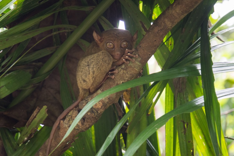 Things to Know Before Visiting the Philippines: Tips for Visiting: Tarsier on Bohol Island