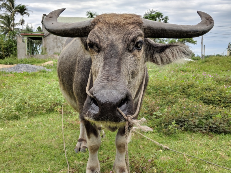 Things To Do in Hoi An, Vietnam: Water Buffalo in the Countryside