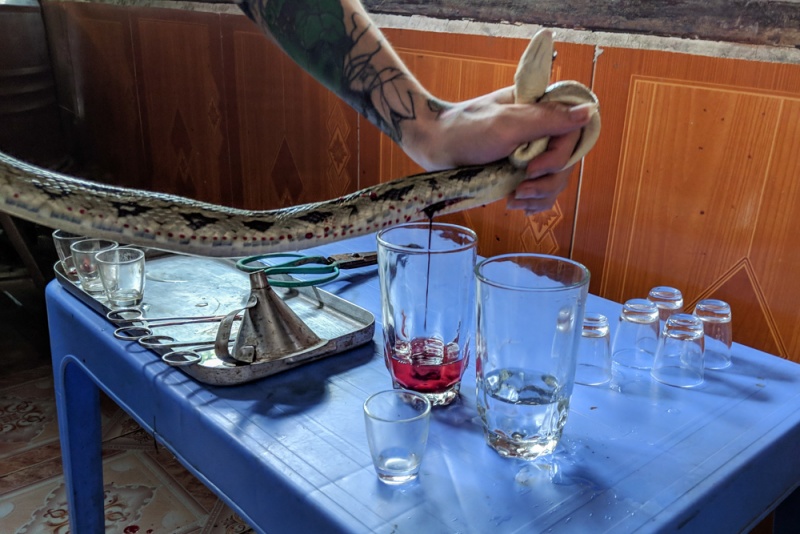 Eat Cobra or Snake in Vietnam: Draining the snake blood