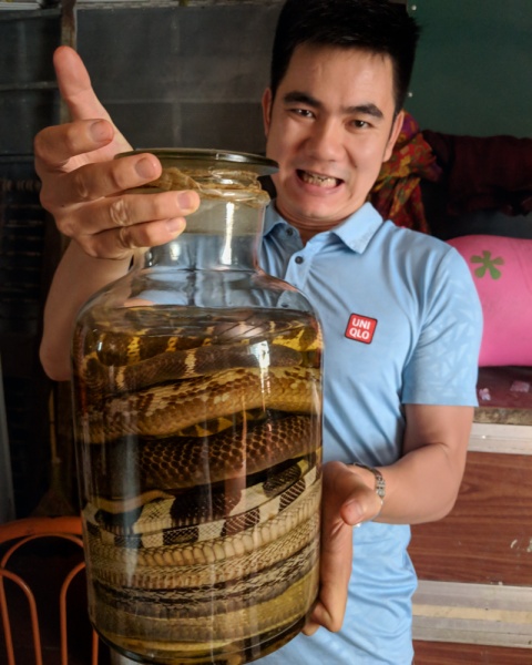 Eat Cobra or Snake in Vietnam: All the snake wine you can drink!