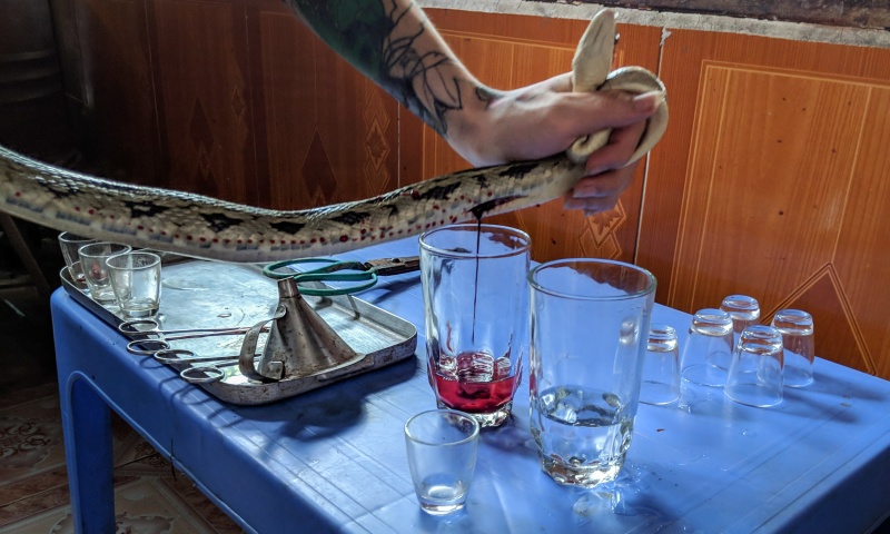 Eat a Snake in Hanoi, Vietnam: Everything You Need to Know
