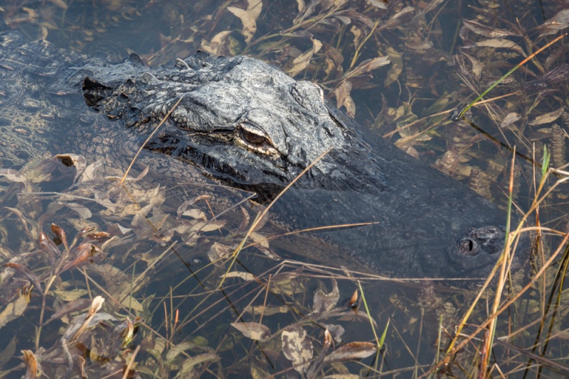 Best Things To Do in New Orleans: Swamp Tour