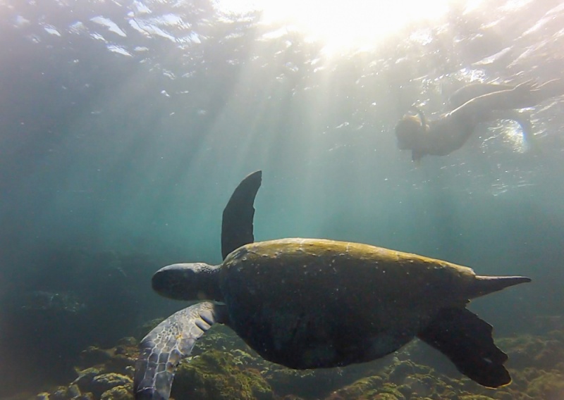Best Bucket List Trips in the World: Swimming with Sea Turtles, Galapagos Islands, Ecuador