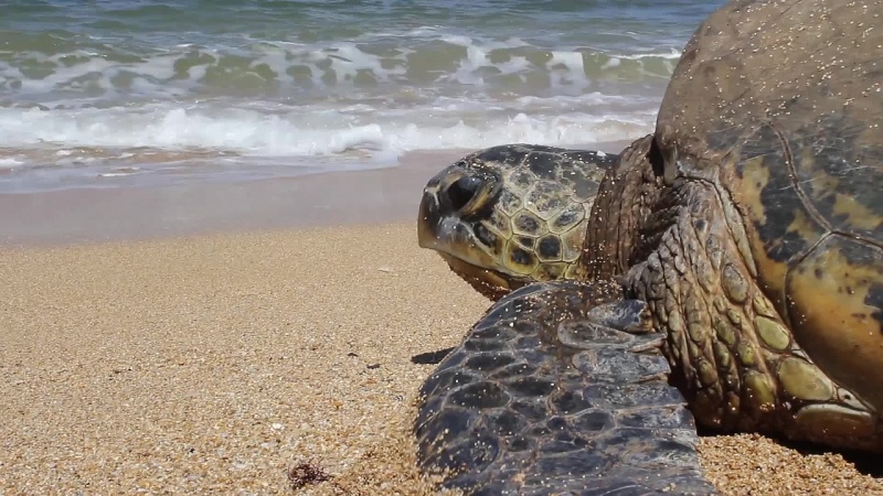 Things to do on the North Shore, Oahu, Hawaii: Watch Sea Turtles