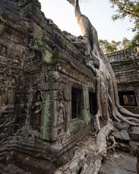 Guide to Angkor Wat: The Best Temples to Visit - Ta Prohm