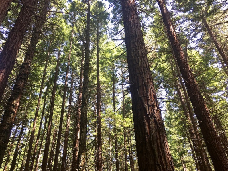 New Zealand - Best Things to do on the North Island: Redwoods Treewalk, Rotorua