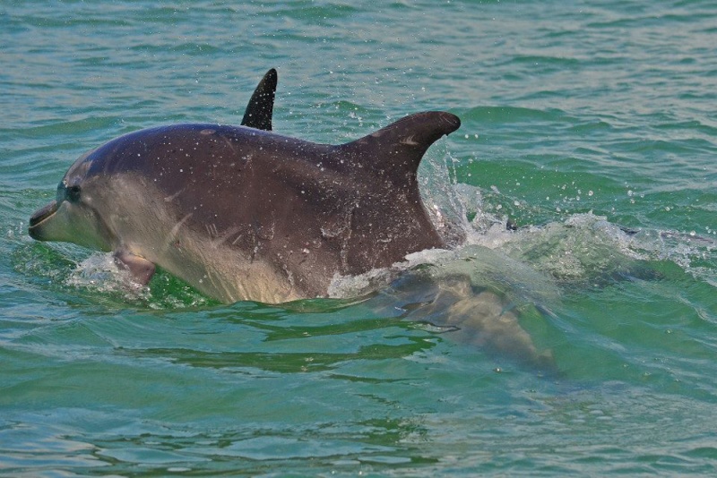 New Zealand - Best Things to do on the North Island: Swim with Dolphins, Bay of Islands