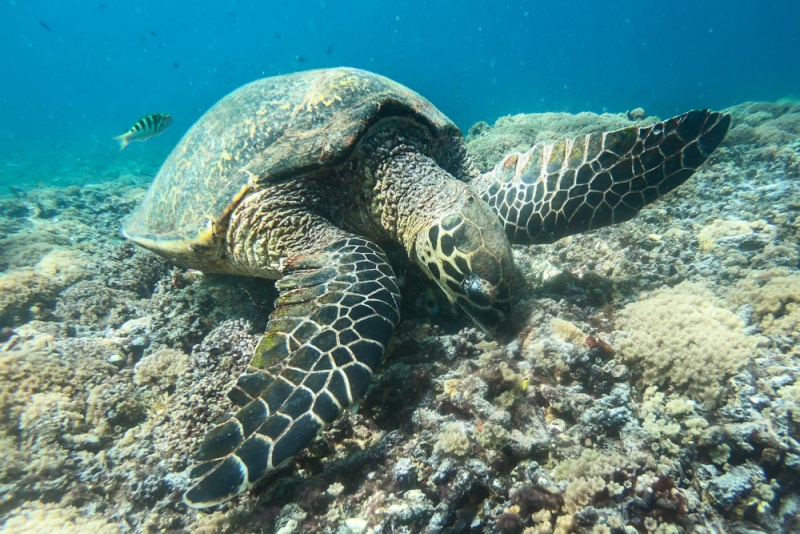 Best Things to do on the Gili Islands, Lombok, Indonesia: Sea Turtle while Scuba Diving