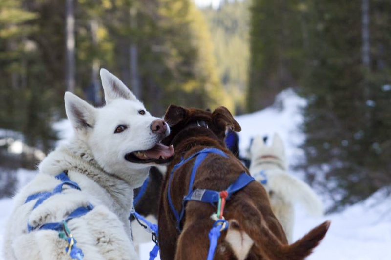 Best Things to See & Do in Canada: Dogsledding in Canmore