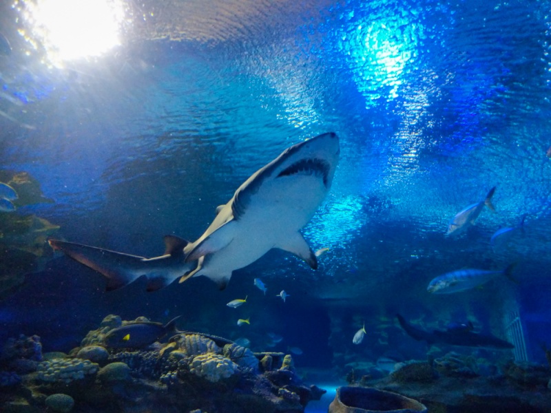 Top Things to Do & See in Kuala Lumpur, Malaysia: Shark at the KLCC Aquaria