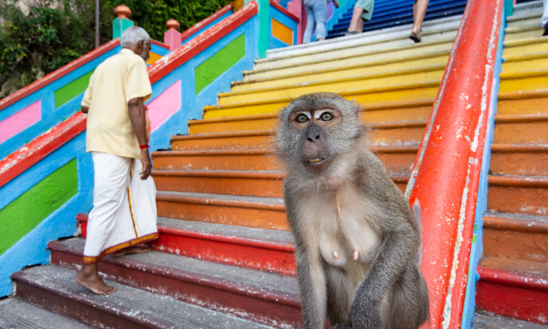 Top Things to Do & See in Kuala Lumpur, Malaysia: Monkey at the Batu Caves