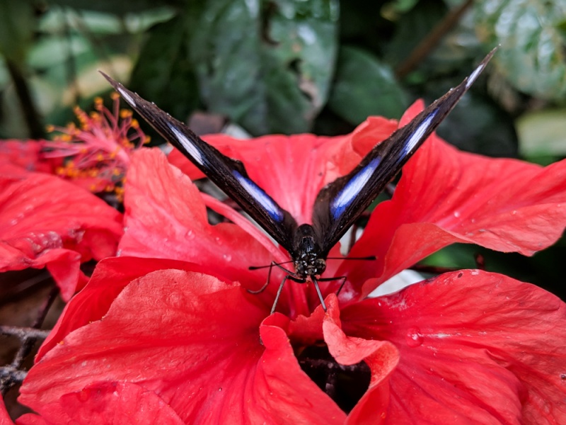 Top Things to Do & See in Kuala Lumpur, Malaysia: KL Butterfly Garden in the Perdona Botanical Gardens
