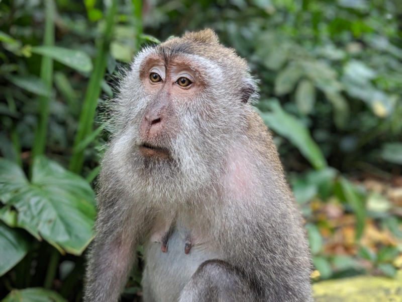 Bali, Indonesia - Things to Know & Tips for Visiting: Sacred Monkey Forest in Ubud