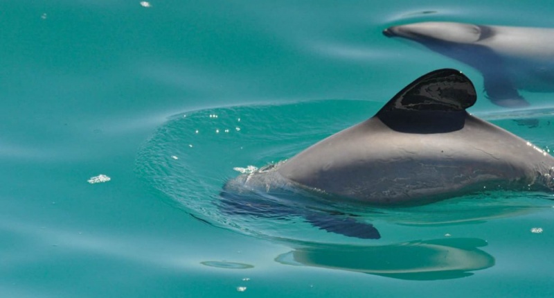 Best Things to Do on New Zealand's South Island: Swim with Dolphins in Akaroa