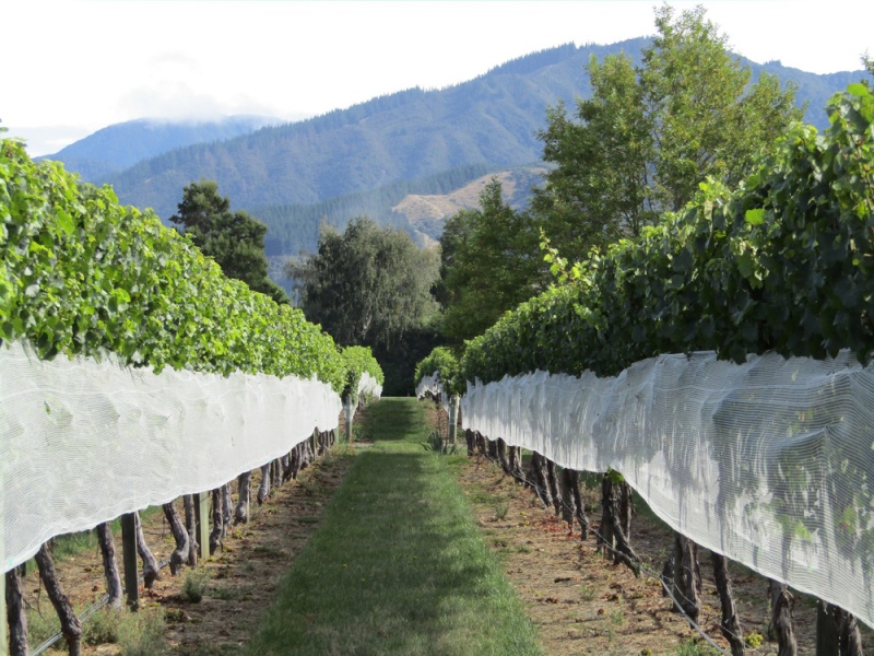 Best Things to Do on New Zealand's South Island: Wine Tasting in the Marlborough Region