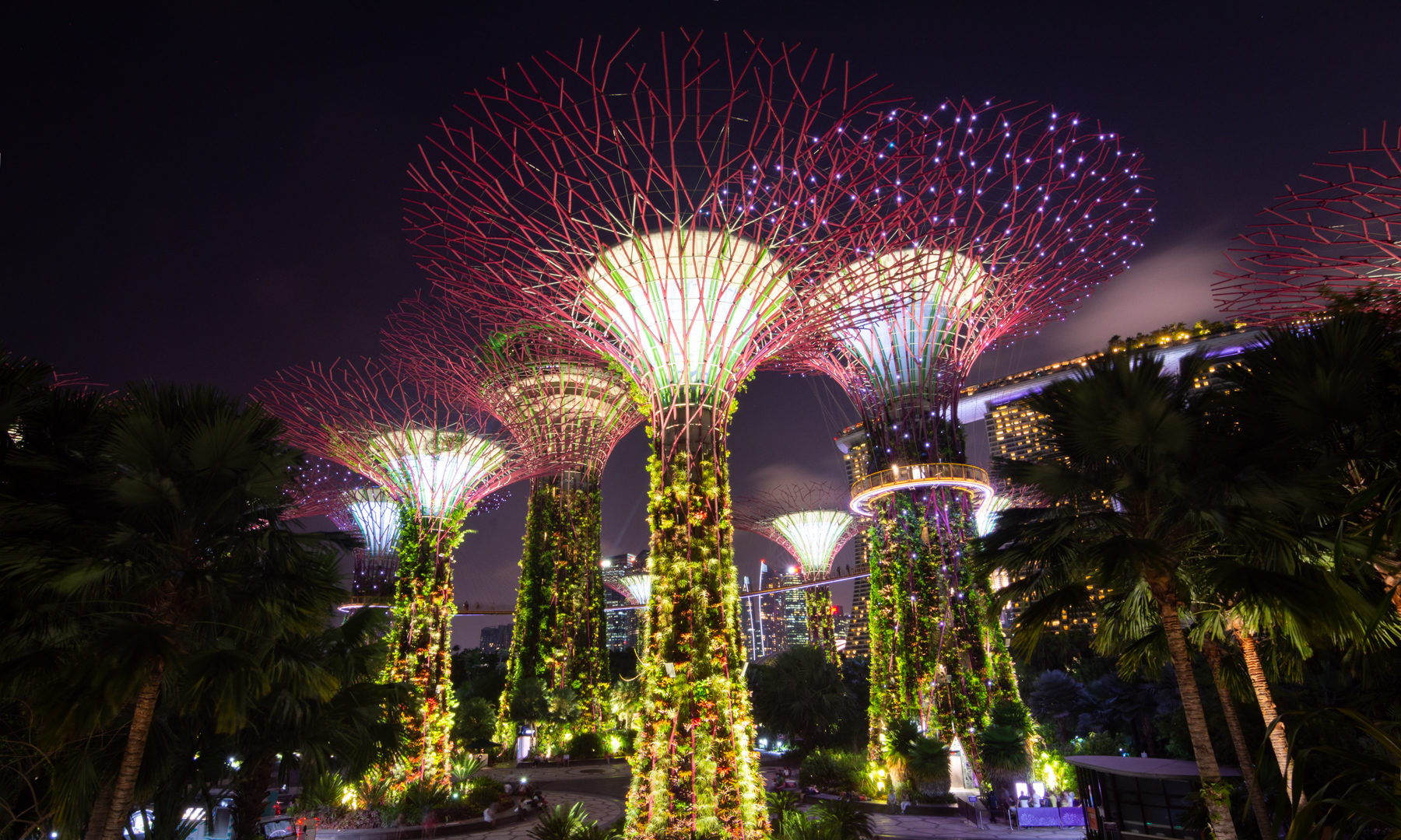 Top Things to See & Do in Singapore: Supertree Grove at Night