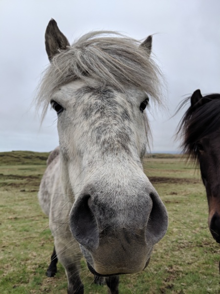 Iceland - Things to Know and Tips for Visiting: Icelandic Horse