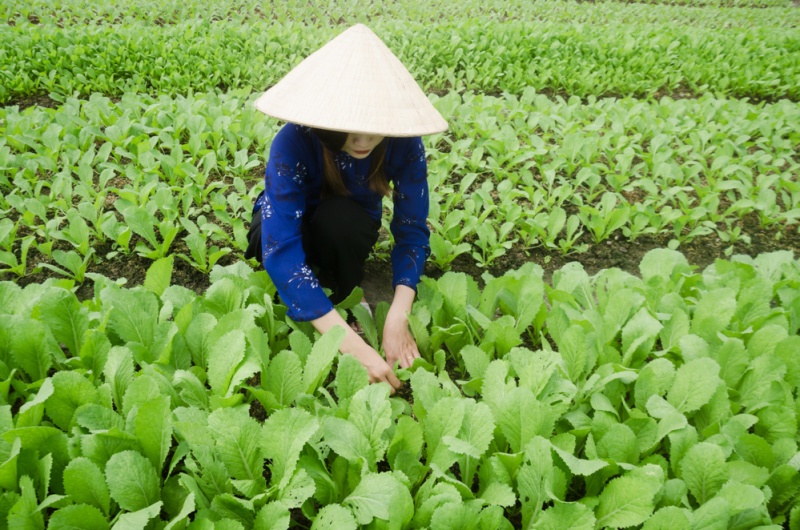 Herbs in Vietnam: Mustard Leaf (Cải Bẹ Xanh)