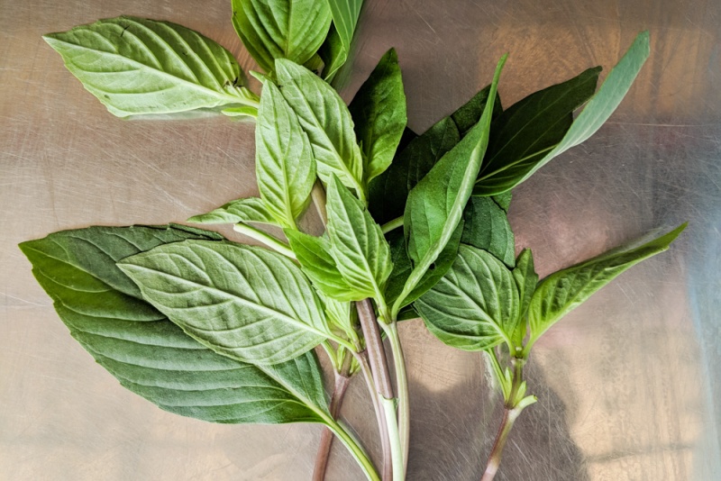 Vietnamese Herbs: Thai Basil - Hung Que (Húng Quế)